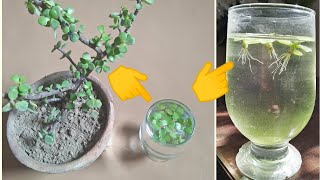 Grow Jade Plant  3 Simple Methods By leaf in WaterBy Stem in water  By Leaf in Soil [upl. by Crosley]