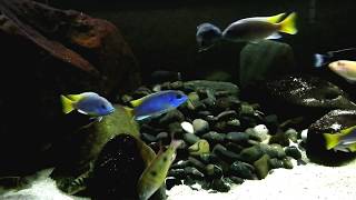 Malawi Show Tank Full HD [upl. by Edan]