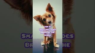 Top 5 Smallest Dog Breeds shorts smalldogs [upl. by Phyl]