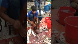 tilapia fish cutting fishcuting fishcooking fishcuttingskill [upl. by Lizzie]