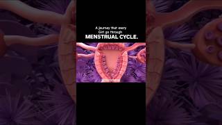 Menstrual Cycle biology menstrualcycle [upl. by Aihcela]