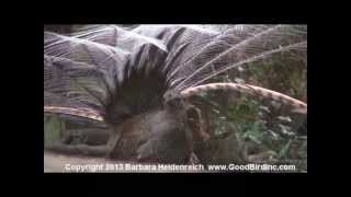 Awesome bird the Lyre Bird mimicking like crazy [upl. by Niliak]