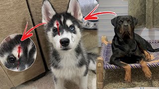 Roxy attacked on sultan 🩸🥹  Rottweiler attack  Rottweiler vs husky  Review reloaded [upl. by Naillik]