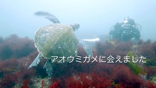 アオウミガメに会えました 館山 西川名 202306e【4K】 [upl. by Akemak592]