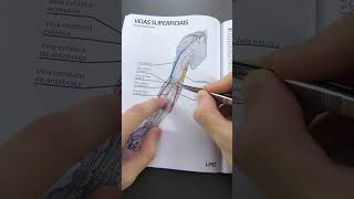 Lições de anatomia Membro superior veias 2 [upl. by Xed]