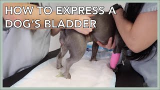 Learn To Express A Dogs Bladder In 3 Minutes [upl. by Nivlag]