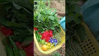 shorts today harvest happy gardening nature garden shorts video [upl. by Amsed]