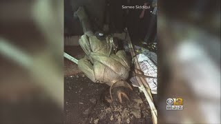 Confederate Statue On UNC Campus Toppled By Protesters [upl. by Luht604]