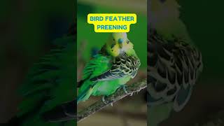 The Science of Bird Feather Preening Pet Theory Fun Facts and Health Tips for Kids [upl. by Ennoval]