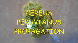 How to propagate Cereus Peruvianus from cuttings 🌵🌵🌵 [upl. by Lekzehcey948]