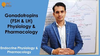 Endocrine Hormones part 7 Gonadotropins Hormones FSH amp LH Physiology amp Pharmacology [upl. by Anayek454]