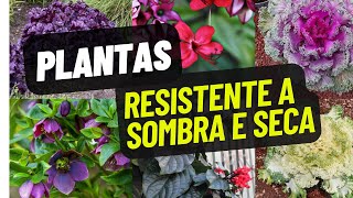 😨 As 9 principais plantas para area sombreada resistentes a sombra e seca 🌷 SEM SOL SEM ÁGUA❤️ [upl. by Eilsek990]