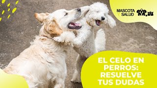 Celo en perros  Edad Cuánto dura Síntomas Consejos  Mascota y Salud [upl. by Adolpho634]