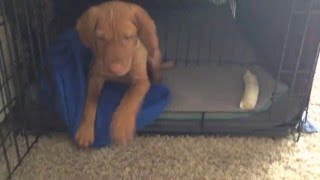 Vizsla Puppy Confinement area setup 7 weeks [upl. by Russon705]