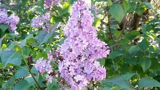 The Easiest Way To Start Lilacs [upl. by Sibel]