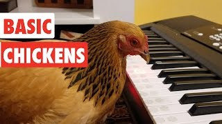 Basic Chickens  Funny Chicken Video Compilation [upl. by Chabot14]