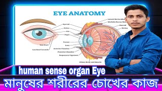 human sense organ Eyeমানুষের শরীরে চোখের কাজ [upl. by Hsetih]