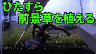 【アクアリウム・水草】ひたすら前景草を植える～ベタ水槽2号～ [upl. by Ahsirahc838]