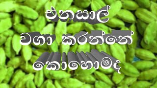 කරදමුංගු  එනසාල් වගාව  cardamom cultivation sinhala [upl. by Nayve282]