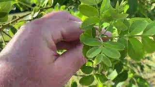 Mouse ear on pecans [upl. by Charlot]