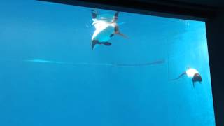 イロワケイルカ 鳥羽水族館 commersons dolphin [upl. by Anselmi]