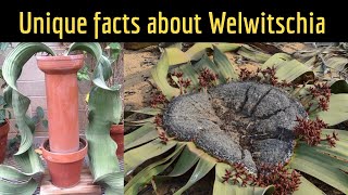 Unique facts about Welwitschia mirabilis  An extraordinary plant  A headless tree  FacTime [upl. by Annovahs]