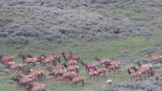 Grizzly Bear Chases Elk in Yellowstone NP [upl. by Aerua]