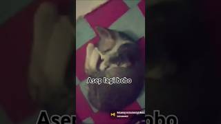 Sssttt Asep lagi bobocat cute kucinglucuimut catlover kucingimoet kucingimutimut [upl. by Dressel]