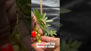 Gungo peas growing in London ready for Christmas rice and peas peas [upl. by Pronty]