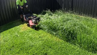 Mowing tall grass perfectly Satisfying [upl. by Kcirttap]