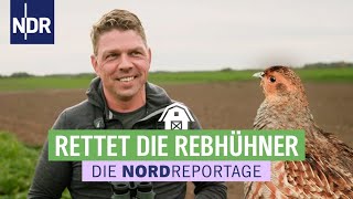 Runter von der roten Liste die Rebhühner müssen gerettet werden  Die Nordreportage  NDR [upl. by Ennailuj371]