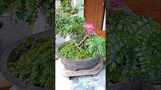 Pistacia weinmannifolialada lada bonsai barudakkbsc [upl. by Erusaert514]