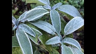 Growing Perennial Herbs Cold Tolerant Herbs [upl. by Ierna]