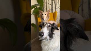 are snoots for you part 1 dog silkenwindhound borzoi voiceover dogsofyoutube snoot shorts [upl. by Keraj]