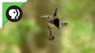 Ducklings Jump from Nest 50 Feet in the Air [upl. by Aneleve]