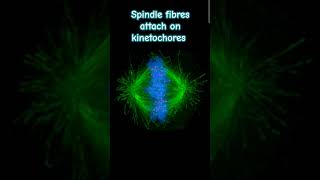 Attachment of spindle fibres on kinetochore during celldivision cytology chromosome neet [upl. by Jandy]