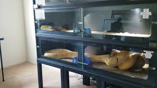 Warning Live Feeding Reticulated Pythons [upl. by Bodwell]