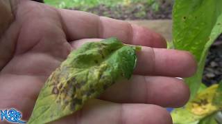 Septoria leaf spot tomato  Septoria lycopersici  How to identify it and what it is [upl. by Madelyn]