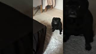 Do you think i’m a cutie pie  dog doglover puppy pug shorts blackpug [upl. by Iaj]