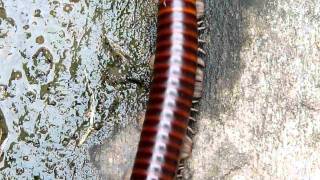 Ghana Redbanded Millipede Bobiri Forest Ghana [upl. by Rowland283]