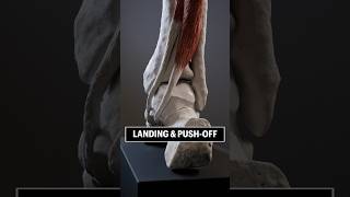 Your FEET look like THIS during LANDING amp PUSHOFF foot anatomy biomechanics [upl. by Slavic]