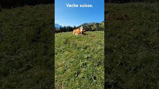 Magnifique vache suisse 🇨🇭🇨🇭 foryou vaches viralvideo [upl. by Chrisy609]