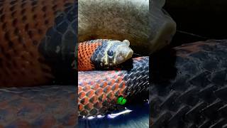 I’m a little nervous molinarosnakelab shorts veterinary snakes reptiles herpetology hognose [upl. by Westberg714]