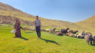 IRAN nomadic life  A narrative of sheep grazing in the mountains  Nomadic lifestyle of Iran [upl. by Yerroc]