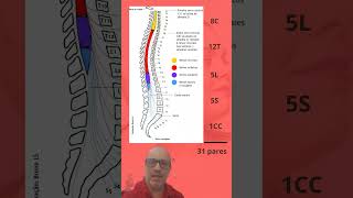 31 pares de nervos espinais [upl. by Sama277]