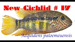 Aequidens paloemeuensis a fantastic New Cichlid  new cichlid series No17 [upl. by Tena845]