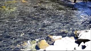 Quinsam River Salmon Returns in Campbell River BC August 2014 [upl. by Brom]