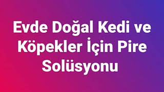 Evde Doğal Kedi Pire Solüsyonu [upl. by Lawrence]