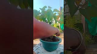 💚FICUS RUMPHI BONSAI REPOTTING 💚bonsai garden nature trending BonsaiAndAll HeronsBonsaiUK [upl. by Anotyad]