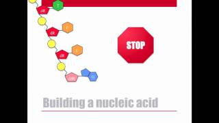 Dideoxy DNA Sequencing [upl. by Tumer]